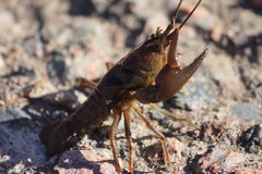 Cambarus chasmodactylus
