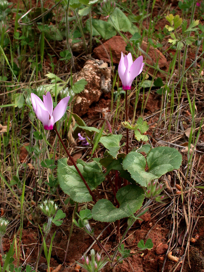 Cyclamen persicum