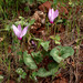 Persian Cyclamen - Photo (c) Jens Søgaard Hansen, some rights reserved (CC BY-NC), uploaded by Jens Søgaard Hansen