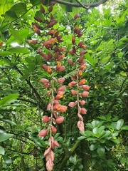 Thunbergia coccinea