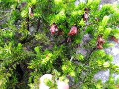 Erica depressa
