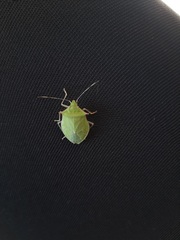 Chlorocoris distinctus