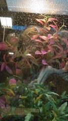 Chamaeleo calyptratus