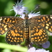 Elada Checkerspot - Photo (c) Anne Toal, some rights reserved (CC BY)