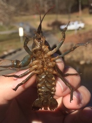 Cambarus chasmodactylus