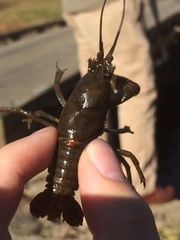 Cambarus chasmodactylus