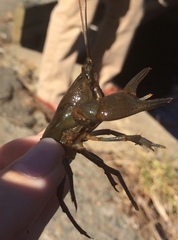 Cambarus chasmodactylus