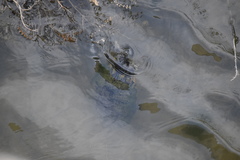 Trachemys scripta elegans