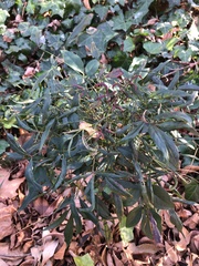 Cucumber mosaic virus
