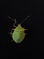 Chlorocoris distinctus