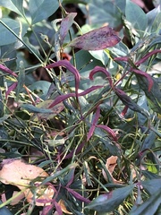 Cucumber mosaic virus