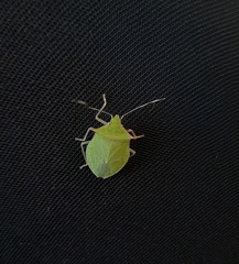 Chlorocoris distinctus