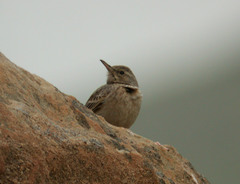 Anthus similis