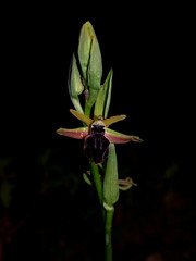 Ophrys mammosa