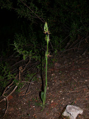 Ophrys mammosa