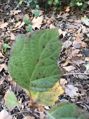 Cercospora hydrangeae