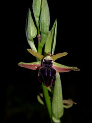 Ophrys mammosa