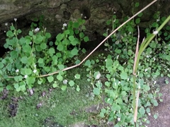 Wimmerella pygmaea
