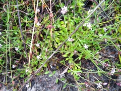 Lobelia eckloniana