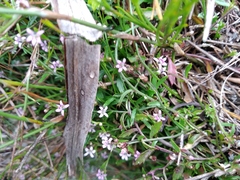 Lobelia eckloniana