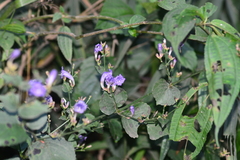 Strobilanthes clarkei