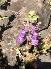 Collinsia tinctoria