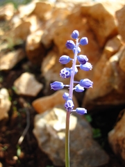 Muscari parviflorum