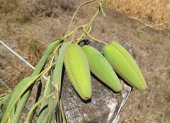 Parsonsia eucalyptophylla