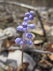 Muscari parviflorum