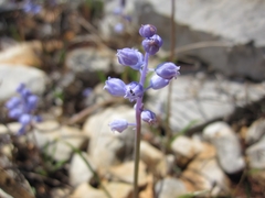 Muscari parviflorum