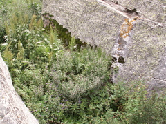 Leonurus turkestanicus