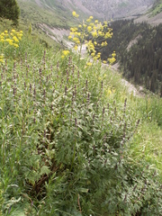 Leonurus turkestanicus