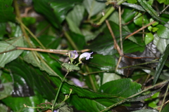 Strobilanthes clarkei