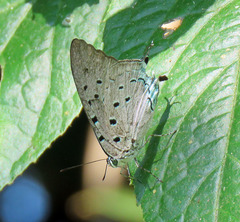 Pseudolycaena marsyas