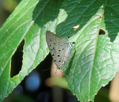 Pseudolycaena marsyas