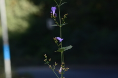 Strobilanthes clarkei