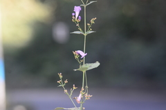 Strobilanthes clarkei