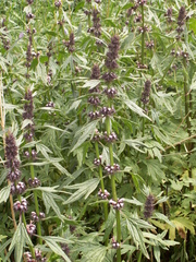 Leonurus turkestanicus