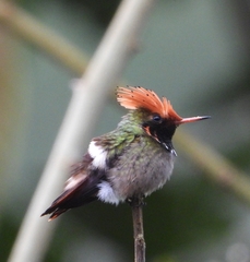 Lophornis stictolophus
