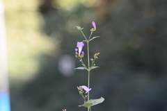 Strobilanthes clarkei