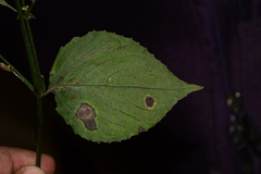 Strobilanthes clarkei