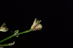 Strobilanthes clarkei