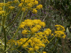 Ferula kelleri