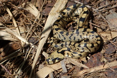 Zamenis scalaris