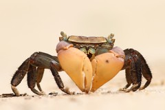 Trapezarma angolensis