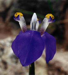 Hesperoxiphion herrerae