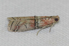 Merulempista turturella