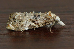 Phtheochroa rugosana