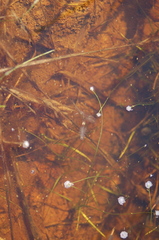 Branchinecta sandiegonensis