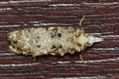 Phtheochroa rugosana